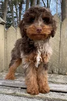 🧡 RARE DARK 🧡CHOCOLATE MERLE, a male Bernedoodle and Miniature Bernedoodle for sale in Raynham, MA – Photo 4 of 10