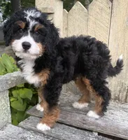 💚IN BOSTON MASSACHUSETTS AREA💚TRADITIONAL-TRI💚MINI BERNEDOODLE BOY💚, a male Miniature Bernedoodle for sale in Raynham, MA – 1 of 9