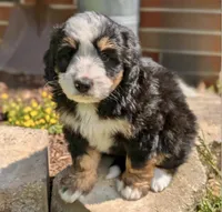 🩵IN BOSTON MASSACHUSETTS🩵MINI BERNEDOODLE🩵, a male Miniature Bernedoodle for sale in Raynham, MA – 3 of 4