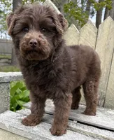 🩷ADORABLE TINY DOODLE GIRL🩷BOSTON MA🩷, a female Miniature Bernedoodle and Newfypoo for sale in Raynham, MA – 8 of 10
