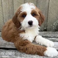 ❤️IN BOSTON MASSACHUSETTS AREA❤️RARE DARK RED❤️MINI BERNEDOODLE GIRL❤️, a female Miniature Bernedoodle for sale in Raynham, MA – 8 of 10