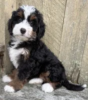 🩷IN BOSTON MASSACHUSETTS🩷TRADITIONAL TRI COLOR🩷MINI BERNEDOODLE GIRL🩷, a female Miniature Bernedoodle for sale in Raynham, MA – 4 of 10