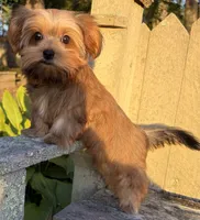 💙IN BOSTON MASSACHUSETTS AREA💙ADORABLE SHORKIE BOY💙WILL BE SMALL💙, a male Shih Tzu and Yorkshire Terrier for sale in Raynham, MA – 4 of 10