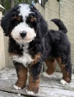💙IN BOSTON MASSACHUSETTS AREA💙MINI BERNEDOODLE BOY💙, a male Miniature Bernedoodle for sale in Raynham, MA – 7 of 10