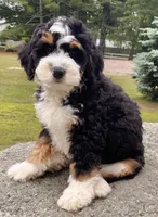 🩵IN BOSTON MASSACHUSETTS🩵MINI BERNEDOODLE🩵, a male Miniature Bernedoodle for sale in Raynham, MA – 2 of 10
