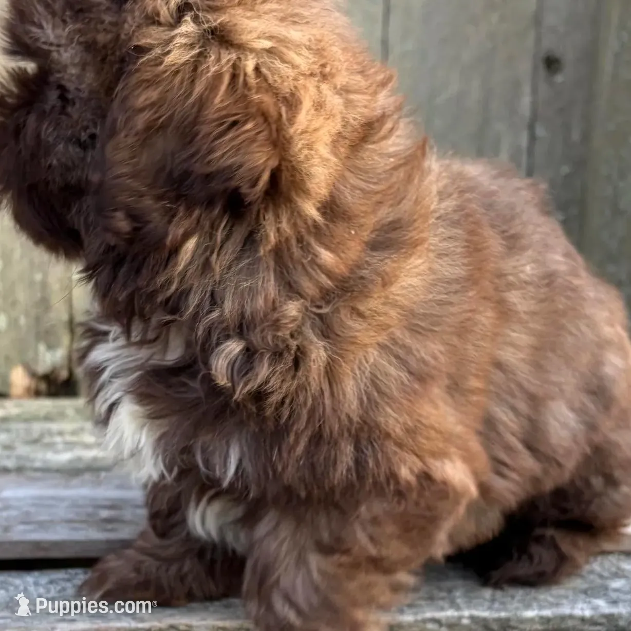 💚CHOCOLATE SHIH TZU 💚BOSTON  MA AREA , a male Shih Tzu for sale in Raynham, MA – Photo 10 of 10