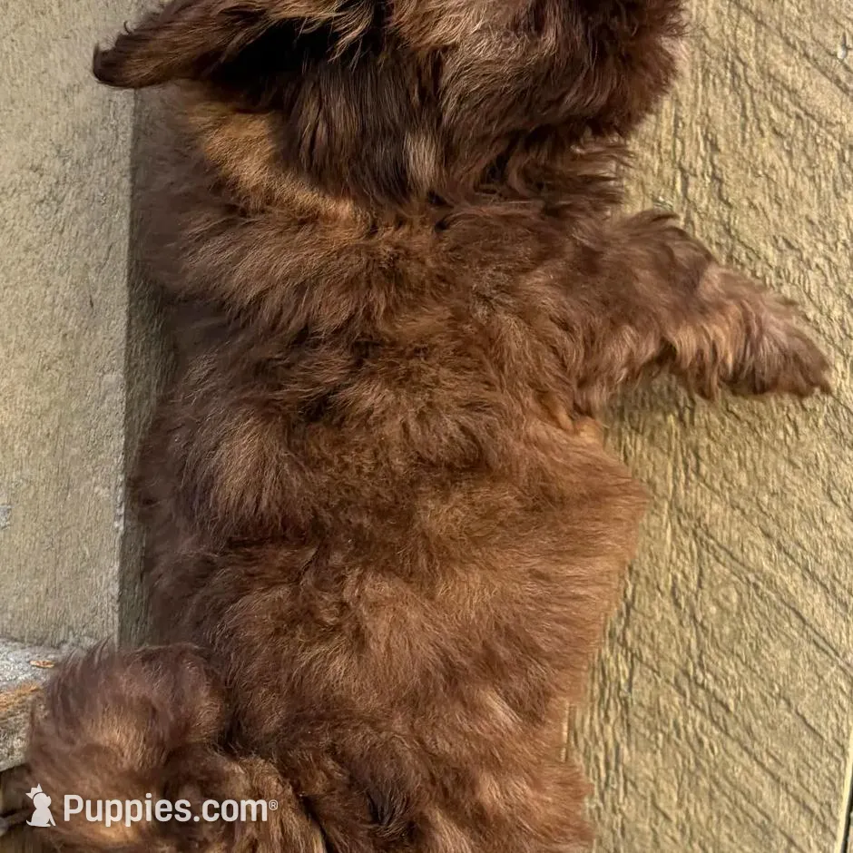 💚CHOCOLATE SHIH TZU 💚BOSTON  MA AREA , a male Shih Tzu for sale in Raynham, MA – Photo 7 of 10