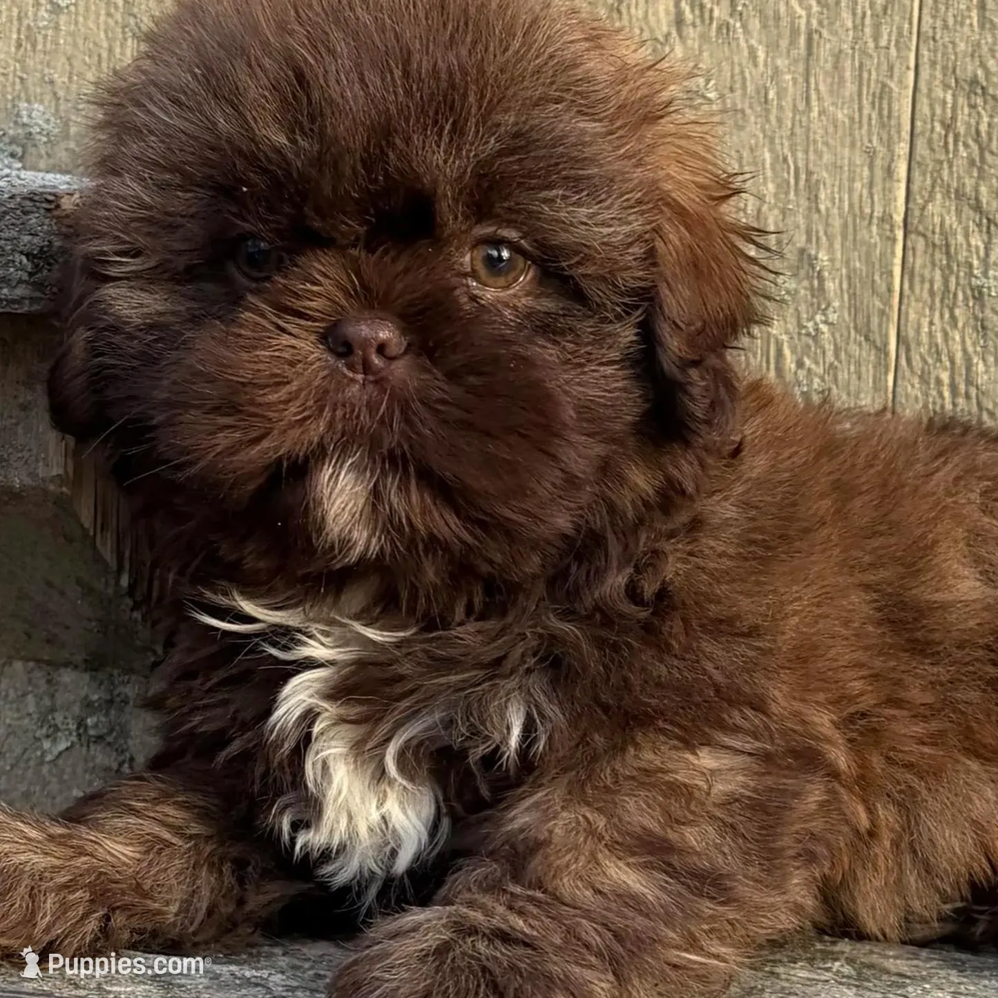 💚CHOCOLATE SHIH TZU 💚BOSTON  MA AREA , a male Shih Tzu for sale in Raynham, MA – Photo 2 of 10