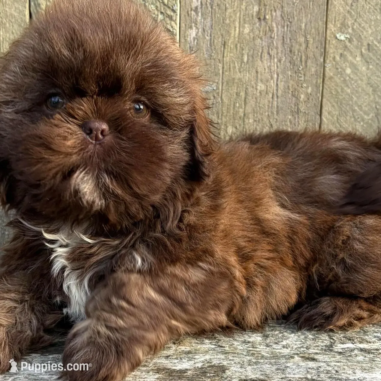 💚CHOCOLATE SHIH TZU 💚BOSTON  MA AREA , a male Shih Tzu for sale in Raynham, MA – Photo 6 of 10