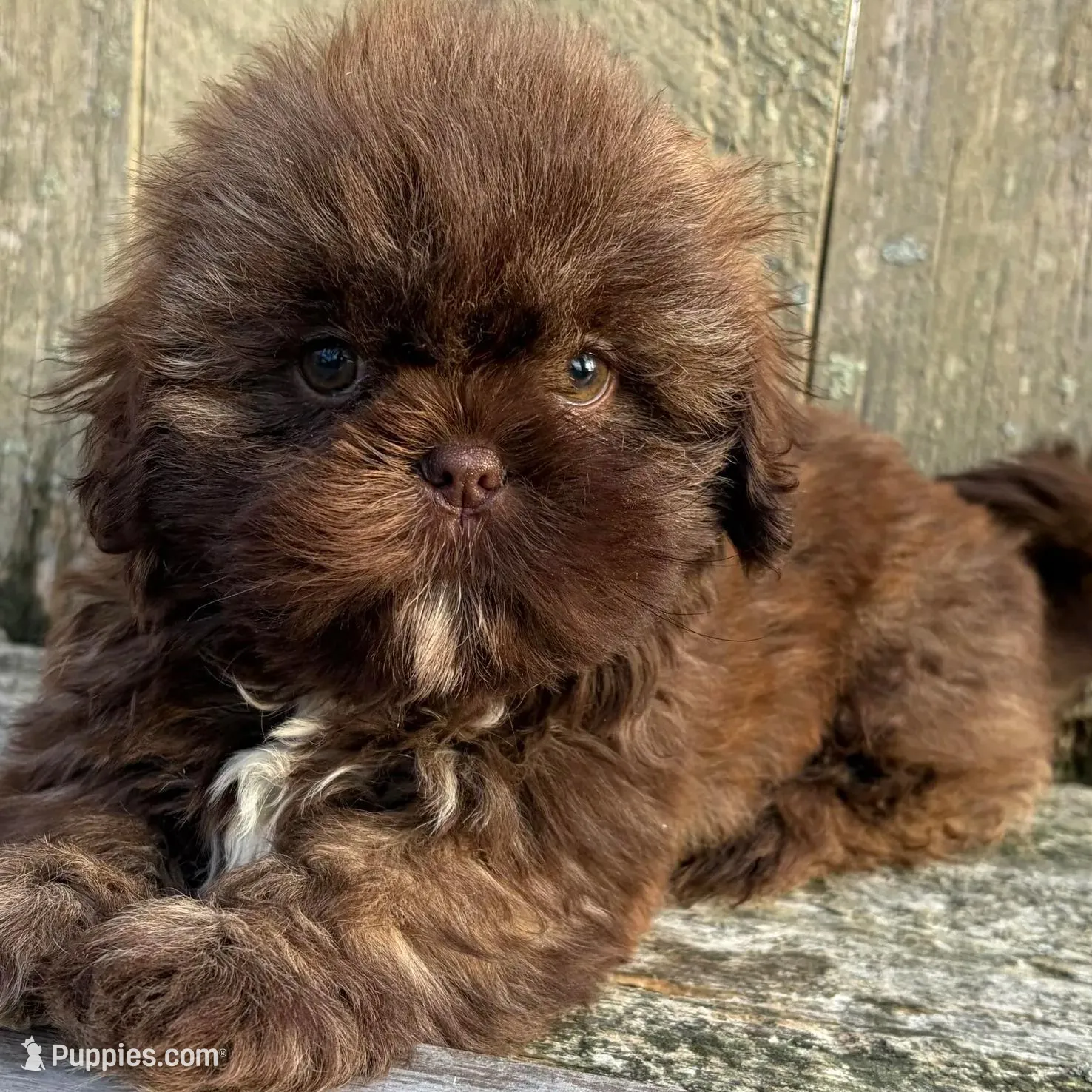 💚CHOCOLATE SHIH TZU 💚BOSTON  MA AREA , a male Shih Tzu for sale in Raynham, MA – Photo 9 of 10