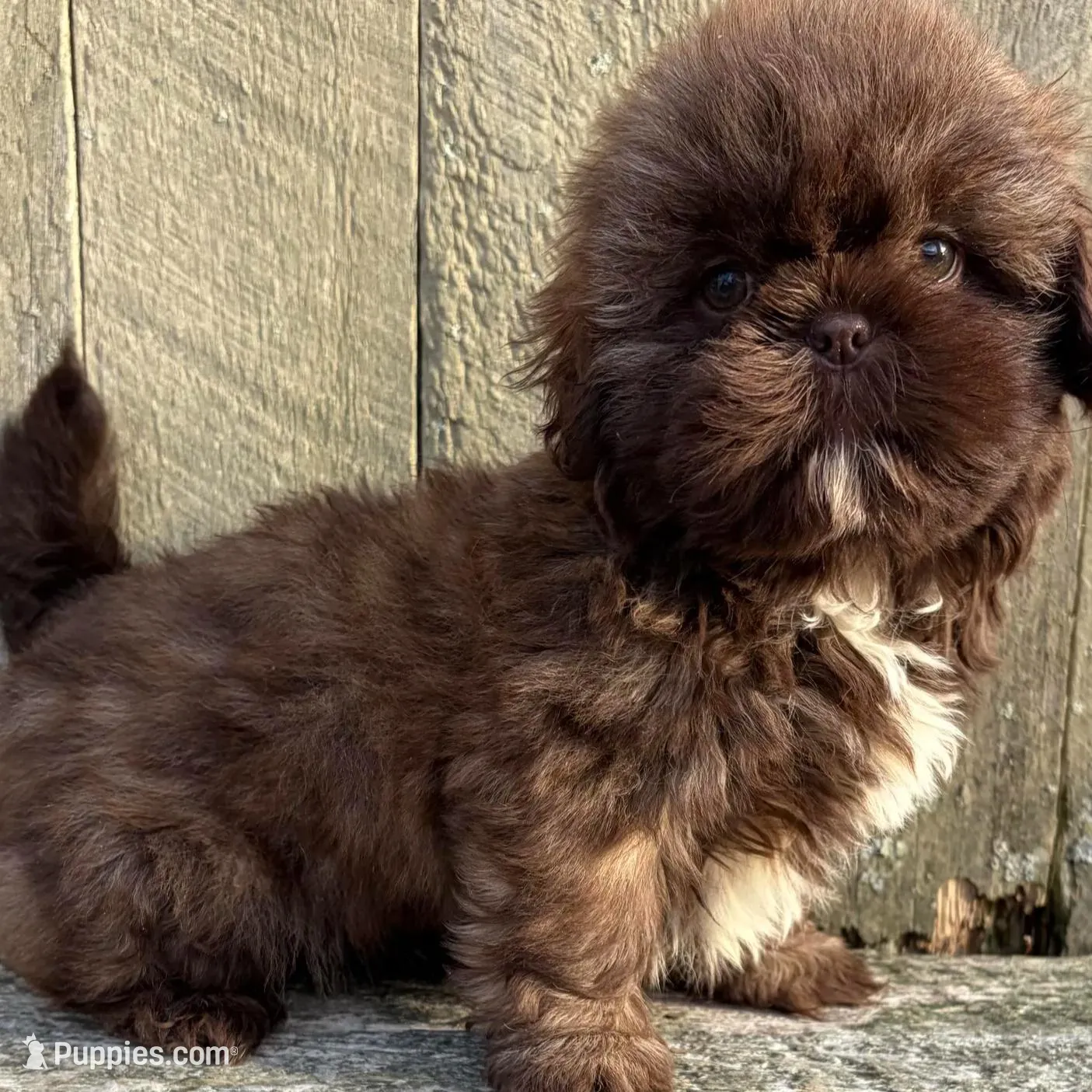 💚CHOCOLATE SHIH TZU 💚BOSTON  MA AREA , a male Shih Tzu for sale in Raynham, MA – Photo 3 of 10