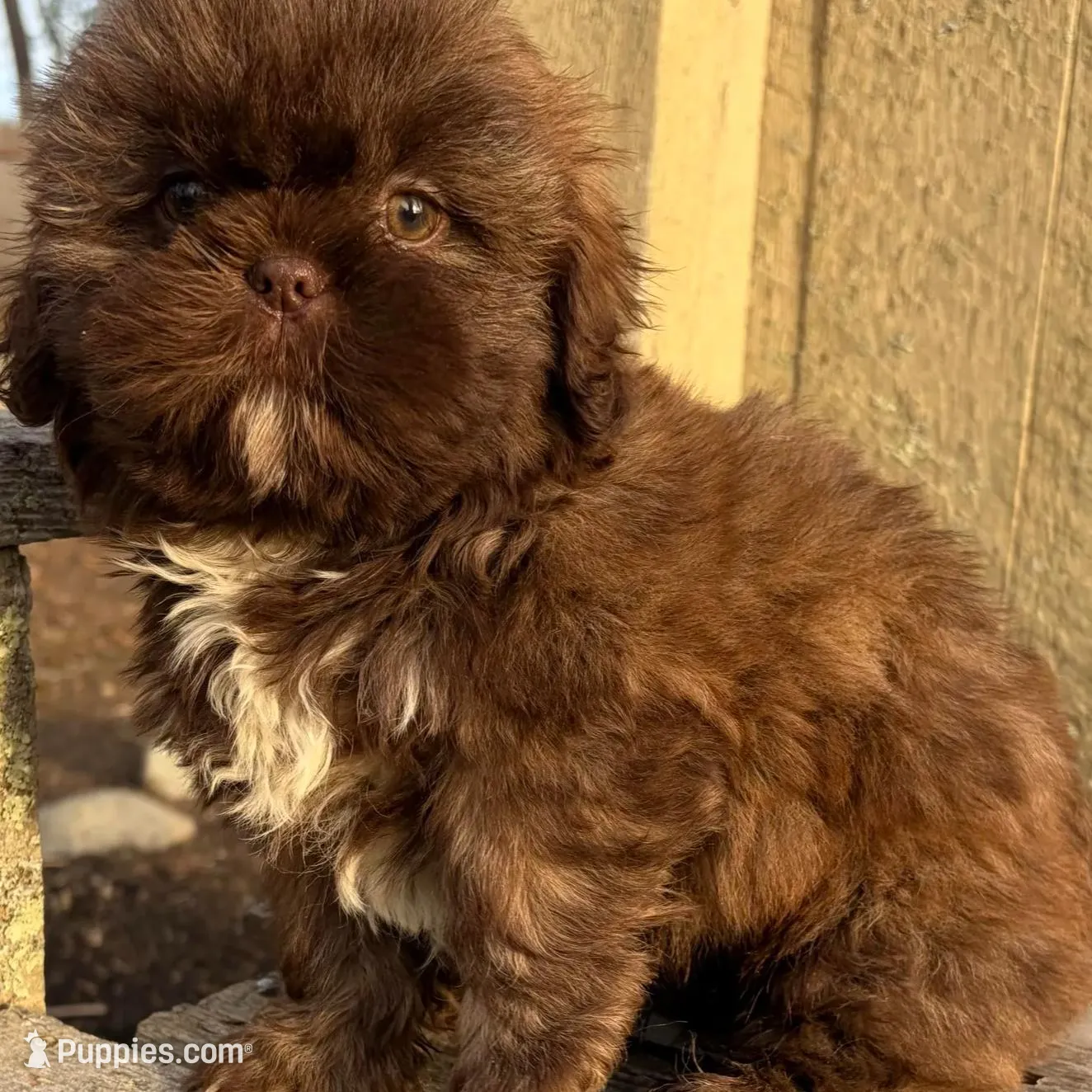 💚CHOCOLATE SHIH TZU 💚BOSTON  MA AREA , a male Shih Tzu for sale in Raynham, MA – Photo 8 of 10