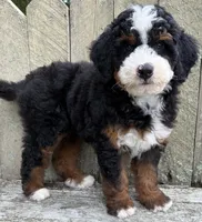 💙IN BOSTON MASSACHUSETTS AREA💙MINI BERNEDOODLE BOY💙, a male Miniature Bernedoodle for sale in Raynham, MA – 2 of 10