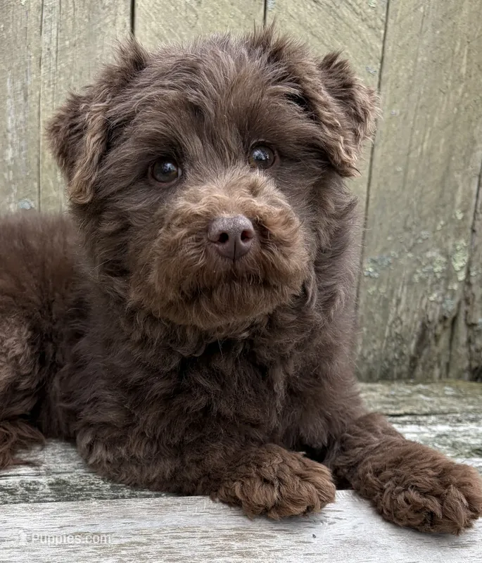 🩷ADORABLE TINY DOODLE GIRL🩷BOSTON MA🩷 – Miniature Bernedoodle, Newfypoo puppy for sale in Raynham, MA