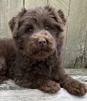 🩷ADORABLE TINY DOODLE GIRL🩷BOSTON MA🩷, a female Miniature Bernedoodle and Newfypoo for sale in Raynham, MA – 1 of 10