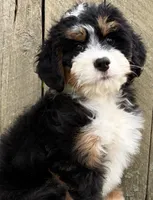 💛IN BOSTON MASSACHUSETTS AREA💛MINI BERNEDOODLE GIRL💛, a female Miniature Bernedoodle for sale in Raynham, MA – 6 of 10