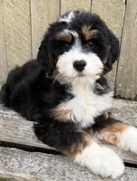 💛IN BOSTON MASSACHUSETTS AREA💛MINI BERNEDOODLE💛, a female Miniature Bernedoodle for sale in Raynham, MA – 10 of 10