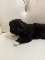 Baron, a male Pekingese for sale in Garland, TX – Photo 8 of 8