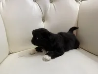 Baron, a male Pekingese for sale in Garland, TX – Photo 4 of 8