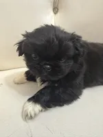 Baron, a male Pekingese for sale in Garland, TX – Photo 7 of 8