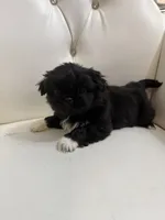 Baron, a male Pekingese for sale in Garland, TX – Photo 1 of 8