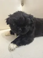 Baron, a male Pekingese for sale in Garland, TX – Photo 2 of 8