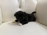 Baron, a male Pekingese for sale in Garland, TX – Photo 3 of 8