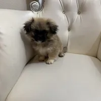 TOTO, a male Pekingese for sale in Garland, TX – Photo 3 of 6