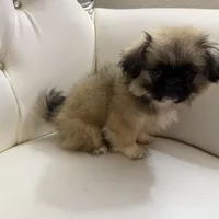 TOTO, a male Pekingese for sale in Garland, TX – Photo 6 of 6