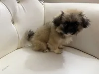 TOTO, a male Pekingese for sale in Garland, TX – Photo 6 of 6