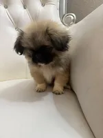 TOTO, a male Pekingese for sale in Garland, TX – Photo 4 of 6