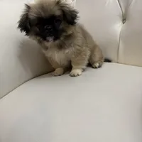 TOTO, a male Pekingese for sale in Garland, TX – Photo 5 of 6