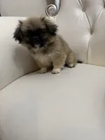 TOTO, a male Pekingese for sale in Garland, TX – Photo 5 of 6