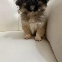 TOTO, a male Pekingese for sale in Garland, TX – Photo 2 of 6