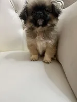 TOTO, a male Pekingese for sale in Garland, TX – Photo 2 of 6