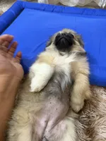 TETE, a female Pekingese for sale in Garland, TX – Photo 8 of 8