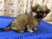 TETE, a female Pekingese for sale in Garland, TX – Photo 5 of 8