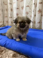 TETE, a female Pekingese for sale in Garland, TX – Photo 1 of 8