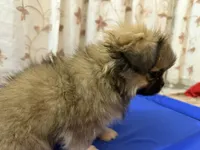 TETE, a female Pekingese for sale in Garland, TX – Photo 7 of 8