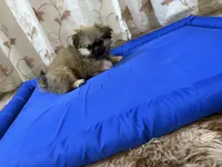 TETE, a female Pekingese for sale in Garland, TX – Photo 6 of 8