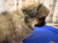 TETE, a female Pekingese for sale in Garland, TX – Photo 4 of 8