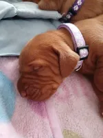 Nella, a female Vizsla for sale in Corpus Christi, TX – Photo 1 of 2