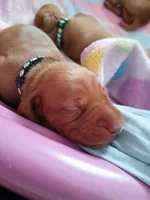 Monte, a male Vizsla for sale in Corpus Christi, TX – Photo 1 of 2