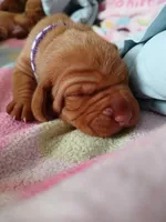 Olive, a female Vizsla for sale in Corpus Christi, TX – Photo 1 of 2