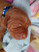 Russell, a male Vizsla for sale in Corpus Christi, TX – Photo 1 of 2