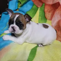 Rubble, a male French Bulldog for sale in Flint, MI – Photo 9 of 10