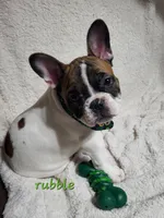 Rubble, a male French Bulldog for sale in Flint, MI – Photo 1 of 10