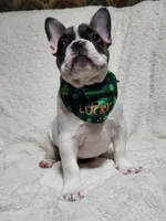 Rubble, a male French Bulldog for sale in Flint, MI – Photo 3 of 10