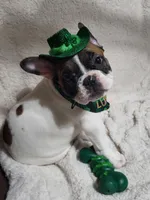 Rubble, a male French Bulldog for sale in Flint, MI – Photo 2 of 10