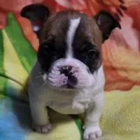 Rubble, a male French Bulldog for sale in Flint, MI – Photo 8 of 10
